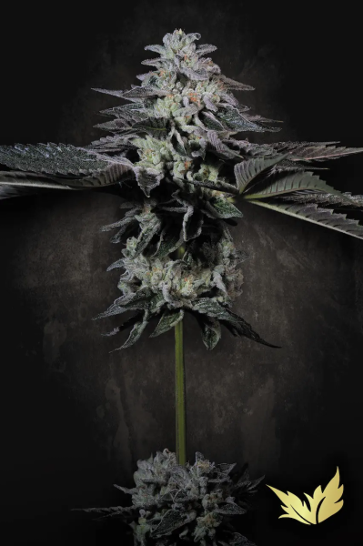 Tropicana Crush - PARADISE SEEDS