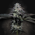 Tropicana Crush - PARADISE SEEDS