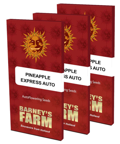 Pineapple Express Auto - BARNEY’S FARM | TanieSianie.pl