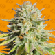 GG 4 Original Glue - ORIGINAL SENSIBLE SEEDS