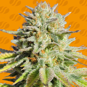 GG 4 Original Glue - ORIGINAL SENSIBLE SEEDS