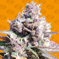 Gelato - ORIGINAL SENSIBLE SEEDS
