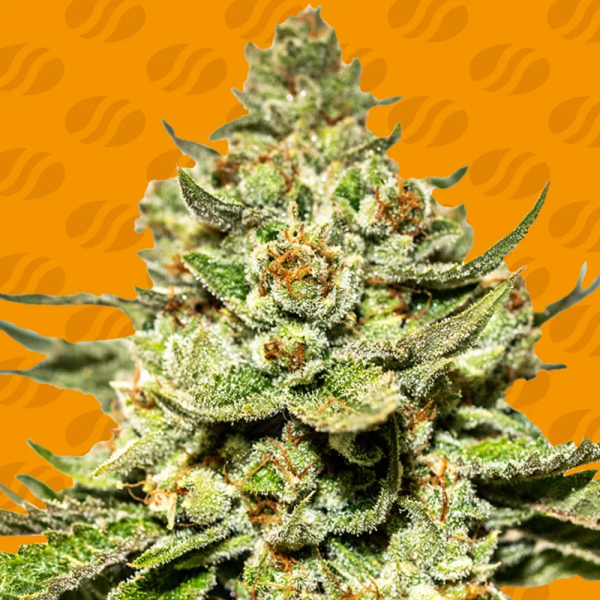 Jungle Lava - ORIGINAL SENSIBLE SEEDS