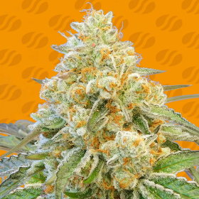 Do Si Dos OG - ORIGINAL SENSIBLE SEEDS