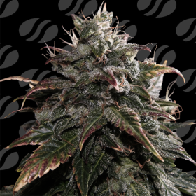 Papaya Stank - ORIGINAL SENSIBLE SEEDS