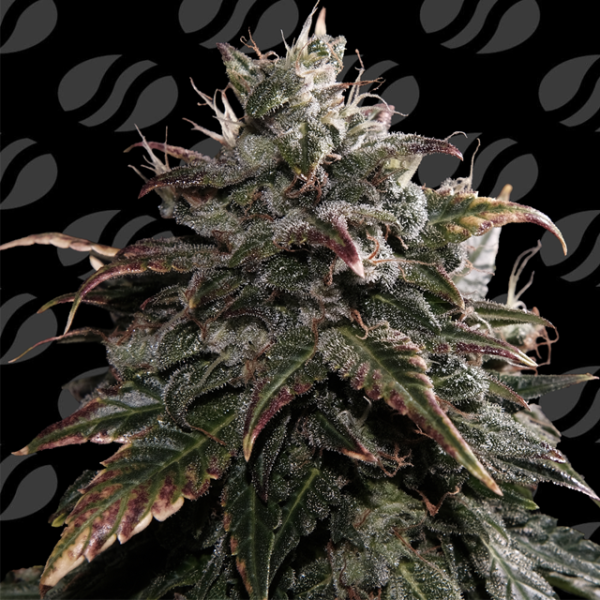 Papaya Stank - ORIGINAL SENSIBLE SEEDS