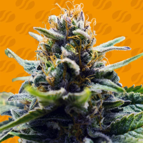 Blue Zushi - ORIGINAL SENSIBLE SEEDS