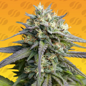 Strawberry Banana Fast - ORIGINAL SENSIBLE SEEDS
