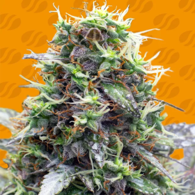 Sherbet Moonrocks - ORIGINAL SENSIBLE SEEDS
