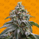 Ghost Train Power - ORIGINAL SENSIBLE SEEDS