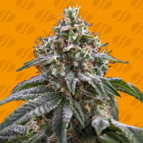 Ghost Train Power - ORIGINAL SENSIBLE SEEDS