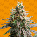 Tiramisu - ORIGINAL SENSIBLE SEEDS