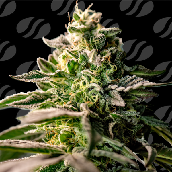 Zingatsu - ORIGINAL SENSIBLE SEEDS