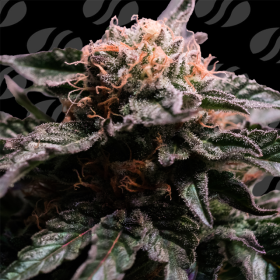 Banana Fumes - ORIGINAL SENSIBLE SEEDS