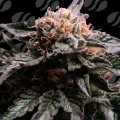 Banana Fumes - ORIGINAL SENSIBLE SEEDS