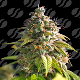 Citrus Slurp - ORIGINAL SENSIBLE SEEDS