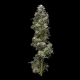 Bakers Delight Auto - DNA GENETICS