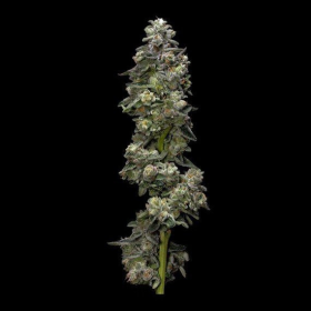 Bakers Delight Auto - DNA GENETICS