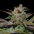 Purple Wreck Auto - DNA GENETICS