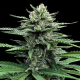 Strawberry Banana Auto - DNA GENETICS