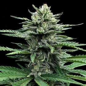 Strawberry Banana Auto - DNA GENETICS
