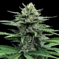Strawberry Banana Auto - DNA GENETICS