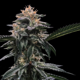 Banana Sorbet - DNA GENETICS