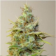 Strawberry Cough - DUTCH PASSION | TanieSianie.pl