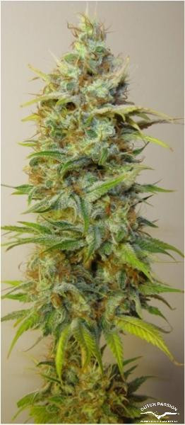 Strawberry Cough - DUTCH PASSION | TanieSianie.pl