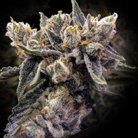 Bruised Banana - DNA GENETICS