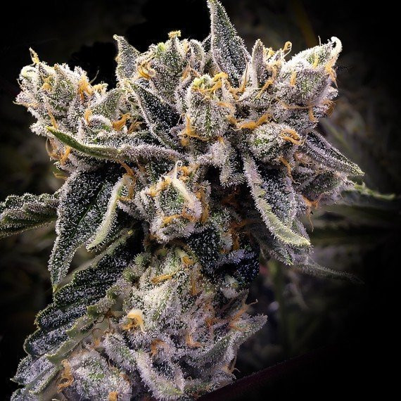 Bruised Banana - DNA GENETICS