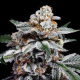 Canelo Auto - DNA GENETICS