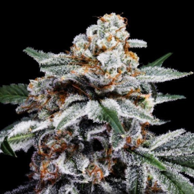 Canelo Auto - DNA GENETICS