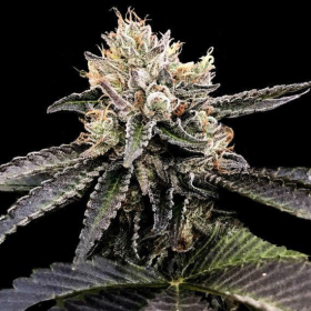 Cataract Cake - DNA GENETICS