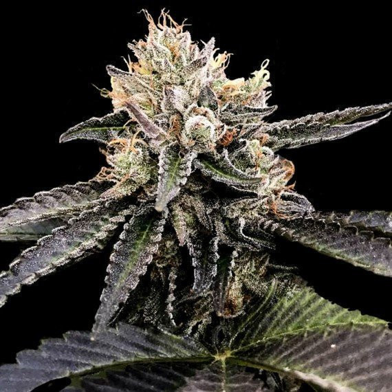 Cataract Cake - DNA GENETICS