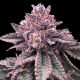 DNA Cake - DNA GENETICS