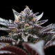 Double Stuffed Sorbet - DNA GENETICS