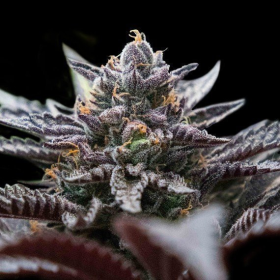 Double Stuffed Sorbet - DNA GENETICS