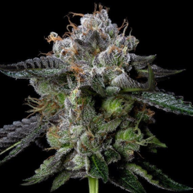 Four Prophets - DNA GENETICS