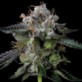 Four Prophets - DNA GENETICS