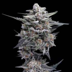 HG23 AKA Michael Jordan - DNA GENETICS