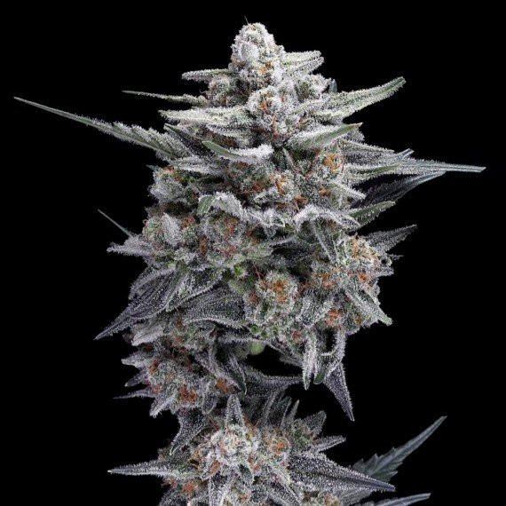 HG23 AKA Michael Jordan - DNA GENETICS