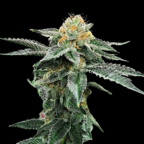 Kosher Cookies - DNA GENETICS