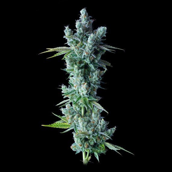 Kosher Dawg - DNA GENETICS