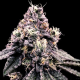 Kosher Pie - DNA GENETICS