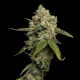 Kosher Prophet - DNA GENETICS