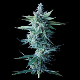 Miss DNA - DNA GENETICS