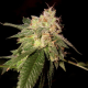 OG Kush - DNA GENETICS