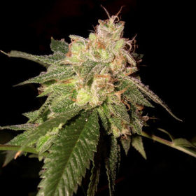 OG Kush - DNA GENETICS