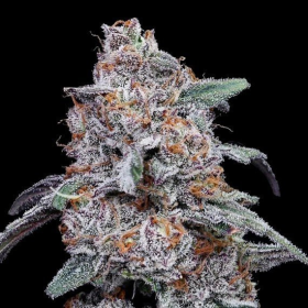 Purple People Eater Auto - DNA GENETICS